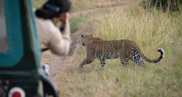 full-length-cat-grass
